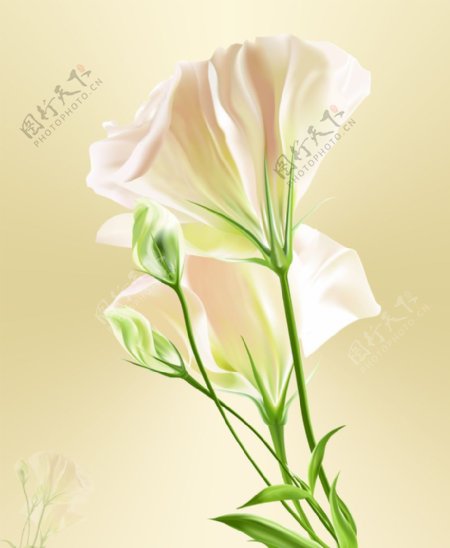白色花背景