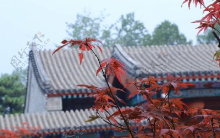 香山红枫美景