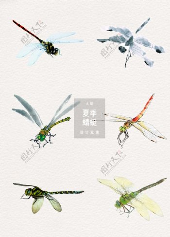 夏季蜻蜓psd装饰素材