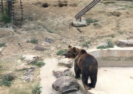 熊动物园哺乳动物