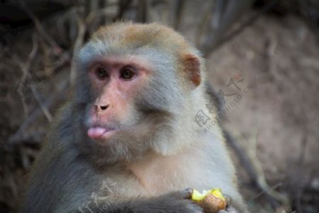 吐舌头的猕猴