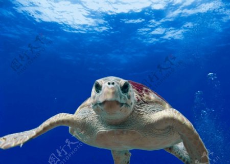 海龟龟