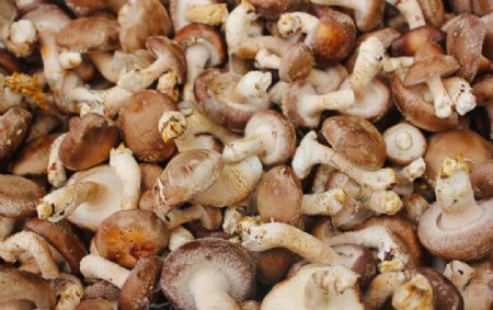 蘑菇菌类食物
