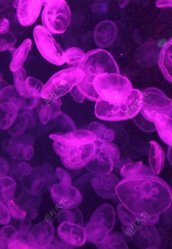 紫色水母