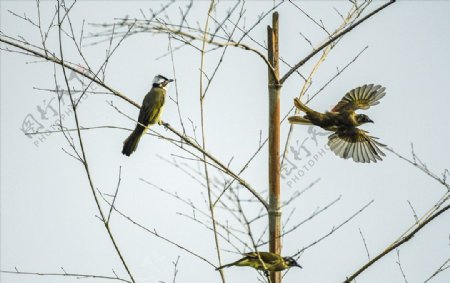 黄臀鹎秦岭冬季摄影鸟类