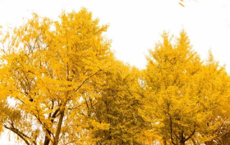 金黄的树林