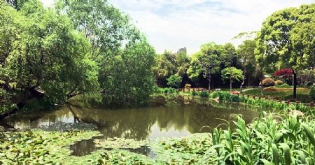 夏日绿色的莲花池塘