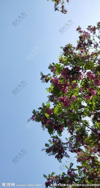 紫色杨槐花