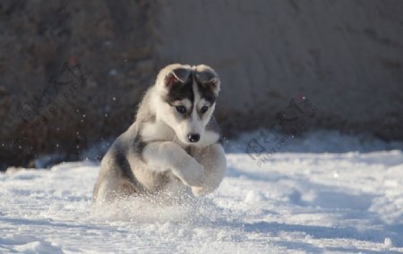 哈士奇雪橇犬