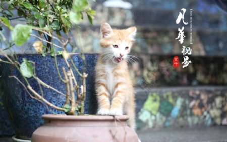 吃饱了的猫