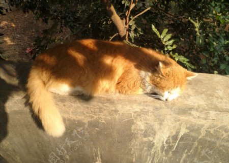 午后晒太阳的猫