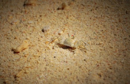 海滩小螃蟹