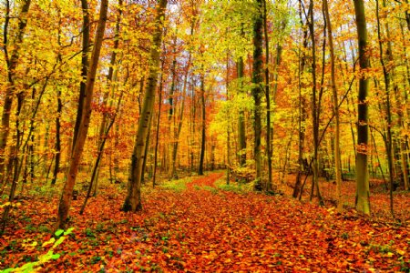 秋天黄树林风景