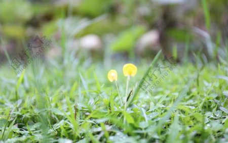 草地上的小黄花