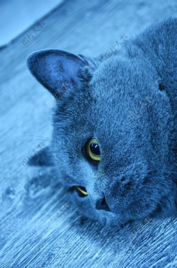 大胖烟头蓝猫动物