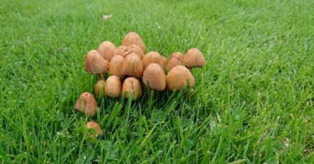 草地伞状蘑菇