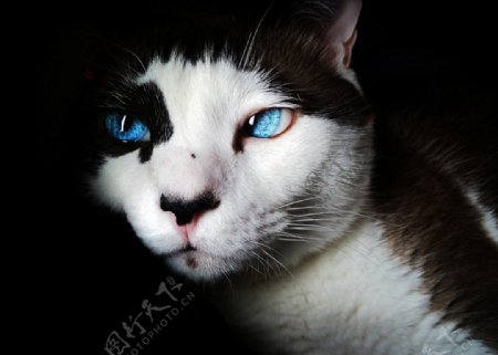 蓝眼猫