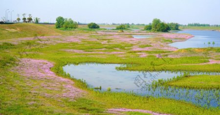 紫色河滩