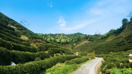 茶山采茶