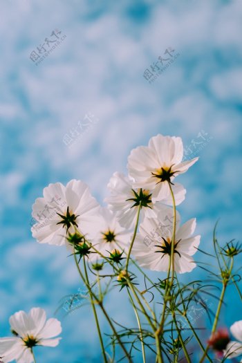 蓝天白云花朵