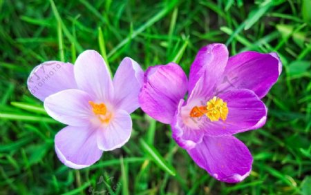 唯美紫色盛开的花朵