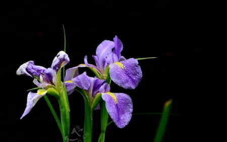 清新唯美紫色鸢尾花