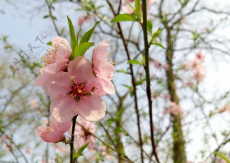 桃花