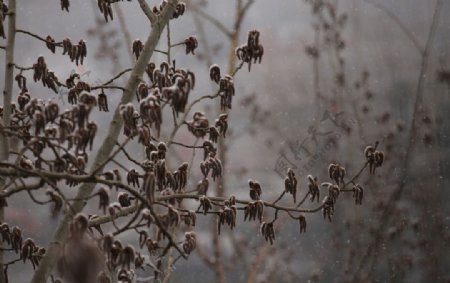 飘雪杨树