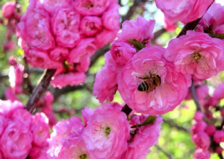 蜜蜂和榆叶梅