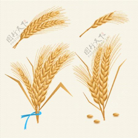 创意小麦束插画矢量图