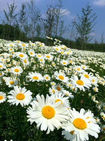 白晶菊太阳花