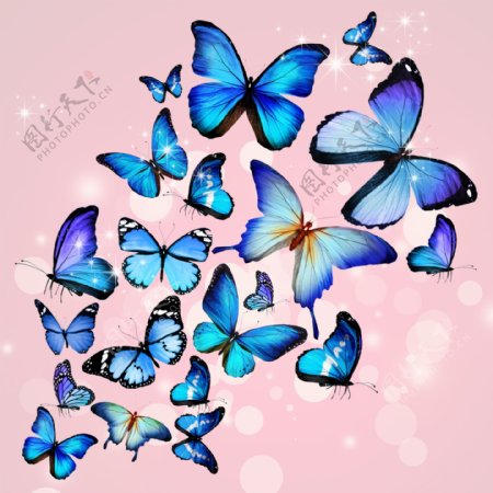 飞舞的蓝蝴蝶