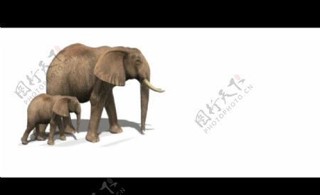 大象动态视频