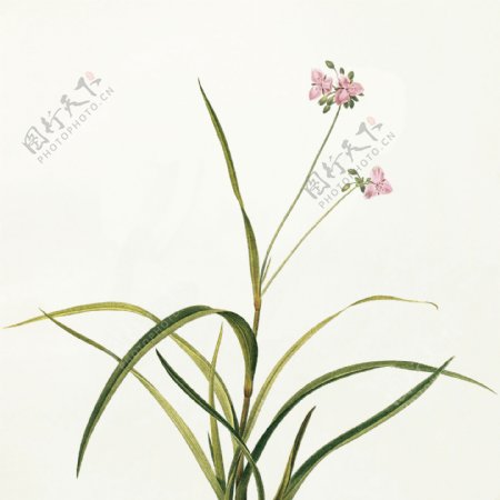 植物花卉装饰油画