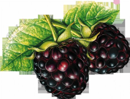 黑树莓水果手绘风格