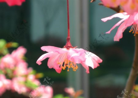 海棠花粉色花植物高清花