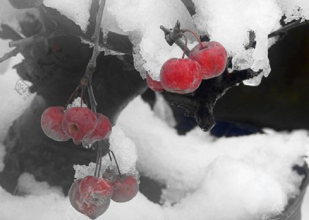 雪中红果