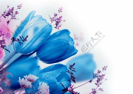 蓝色郁金香花朵