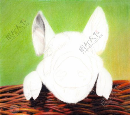 彩铅超写实绘画过程小猪