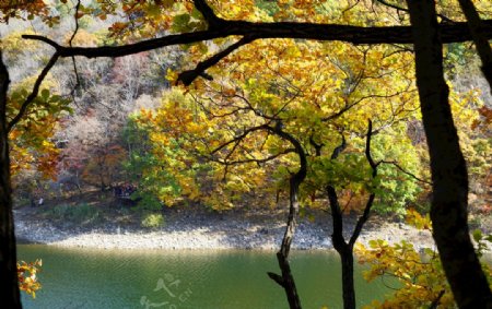 秋天湖边的黄叶