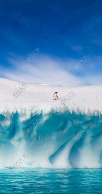 冰雪上的企鹅