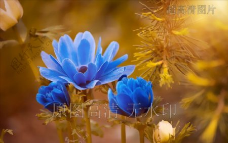 高清摄影鲜花绽放蓝海葵