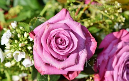 高清摄影鲜花绽放粉色玫瑰