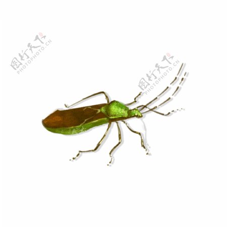 手绘中国风昆虫甲壳臭屁虫飞行虫子动物素材