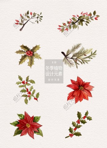 手绘水彩冬季圣诞植物装饰素材