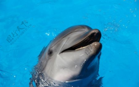 海豚一只