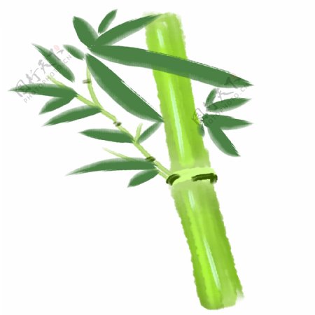 手绘绿色的竹子插画