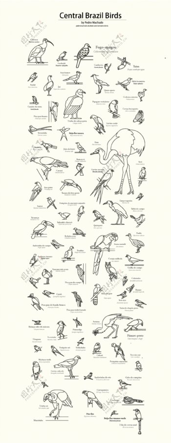 古典风格线稿海报杂志素材鸟类介绍教育背景