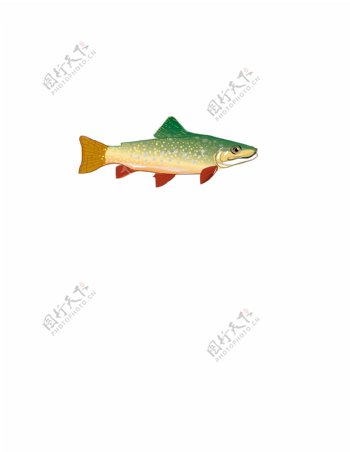 虹鳟鱼矢量素材