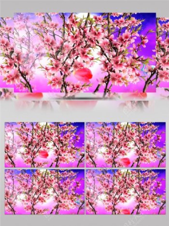 桃花朵朵开视频素材